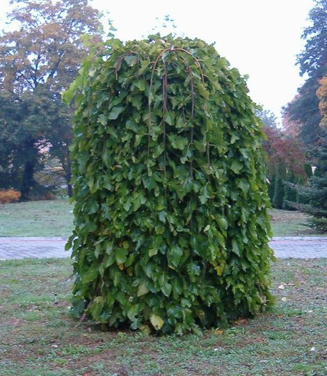 MORUS alba 'Pendula'